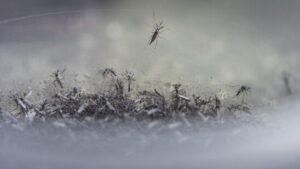 Erstmals Mücken in Island entdeckt