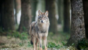 Umweltverbände sehen Beruhigung bei der Wolfsproblematik