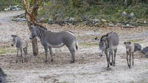 Zebras im Zoo Zürich haben Nachwuchs