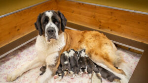 Nachwuchs im Barryland kann via Webcam beobachtet werden