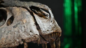 Rätsel um Tyrannosaurus rex gelöst