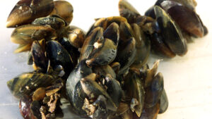 Fisch und Muscheln aus Nord- und Ostsee mit PFAS belastet