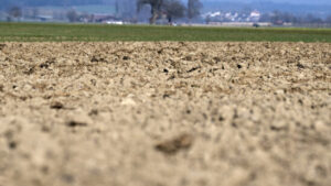 Extreme Dürren bringen Ökosysteme aus dem Gleichgewicht
