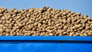 Pommes-Weltmeister Belgien erwartet Rekord-Kartoffelernte