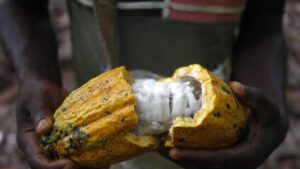 1,5 Millionen Kinder arbeiten im Kakaoanbau