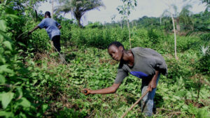 1,5 Millionen Kinder arbeiten weltweit im Kakaoanbau
