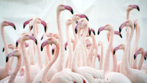 Fünf Schweizer Zoos impfen ihre Vögel gegen die Vogelgrippe