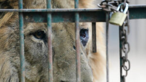 Sieben Löwen sollen in Neuseeland eingeschläfert werden