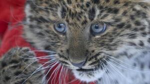 Leopard stattet Schweizer Botschaft in Kathmandu Besuch ab