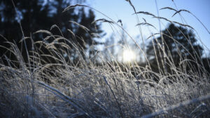 Erste Schneeflocken erreichen das Flachland