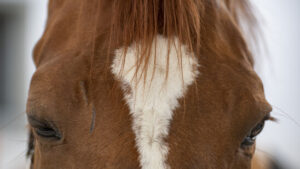 Alle Pferde aus Ramiswiler Tierschutzfall versteigert