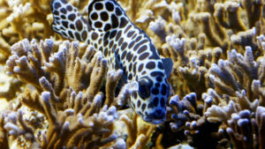 Erstmals Steinkorallen auf Manganknollen entdeckt