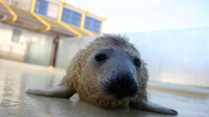 Erste Kegelrobbenbabys der Saison auf Insel Helgoland geboren