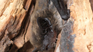 Neue Fledermausart in Luzern entdeckt