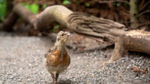 Berner Auerhühner sollen bedrohte Population in Deutschland stärken
