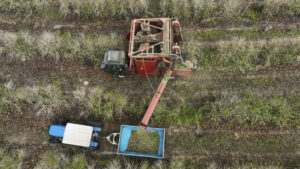 Kaffeehersteller Illy warnt vor Spekulation auf Rohstoffe