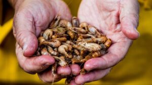 China erhöht Druck im Streit mit Japan – mit Meeresfrüchten