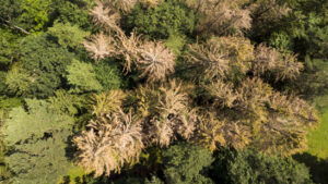 Borkenkäfer haben zu Unrecht einen schlechten Ruf