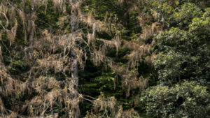 Insektenbefall lässt in Europa immer mehr Bäume sterben