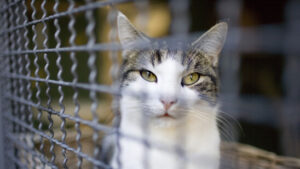 Tierärzteschaft fordert Chip- und Registrierungspflicht für Katzen