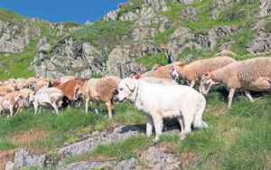 Wolfsschäden einfacher nachweisen