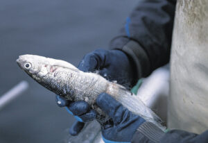 PFAS-Fische beschäftigen auch Schwyz