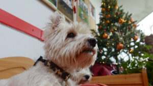 Glaskugeln, Lametta und Süssigkeiten sind eine Gefahr für Tiere