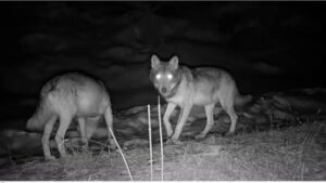 Erstes Wolfsrudel im Kanton Obwalden ist bestätigt