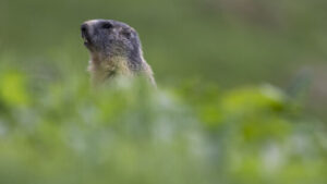 WWF kürt Gewinner und Verlierer des Jahres 2025 im Tierreich