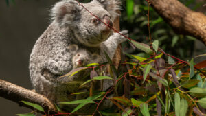 Koala-Weibchen trägt seit sieben Monaten ein Jungtier im Beutel