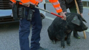 Ausgebüxter Eber legt Autobahn A13 bei Chur lahm