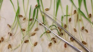 Gentechnik im Supermarkt: EU-Einigung auf laxere Regeln