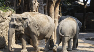 Elefanten und Co. geraten wegen Salzknappheit unter Druck