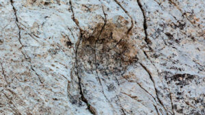 Tausende Dinosaurier-Spuren in Norditalien entdeckt