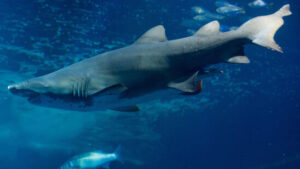 «Junge» Haiarten haben ein höheres Risiko auszusterben
