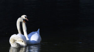 Schwäne in der Waadt sterben an Vogelgrippe