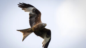 Rotmilane haben sich während Corona von Strassen ferngehalten