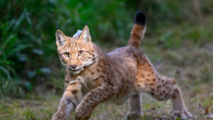 Behörden setzen zwei neue Luchse in Graubünden aus