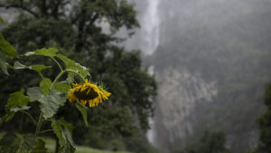 Ewigkeitschemikalie nimmt in Schweizer Gewässern stark zu