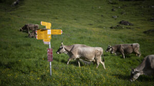 Gericht in Mels SG verhandelt tragischen Rollstuhlunfall