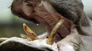 Vier Tote nach Nilpferd-Angriff in Kenia