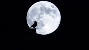 Nachteulen haben laut Studie häufiger Herz-Kreislauf-Krankheiten