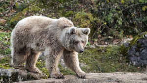 Forschungsteam entwickelt Gesichtserkennungsprogramm für Bären
