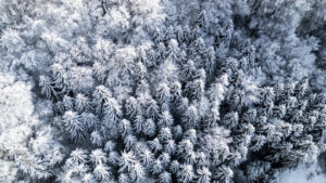 Schweizer Bäume wachsen trotz früherem Frühling weniger