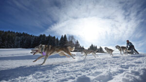 Schlittenhunderennen lockt Teilnehmer aus ganz Europa