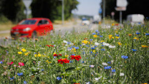 Zustand der Biodiversität in der Schweiz bleibt vielerorts schlecht