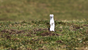 Klug platzierte Steinhaufen fördern Präsenz von Hermelinen