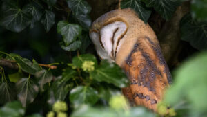 Schleiereulen-Eltern teilen die Versorgung der Jungen flexibel auf