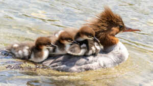 Das Abschiessen von geschützten Gänsesägern ist umstritten