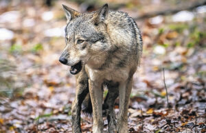 Tot aufgefundener Wolf starb bei Fahrzeugkollision